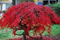 Maple Bonsai 2