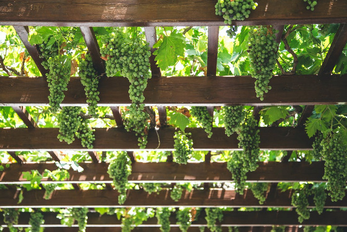 vines